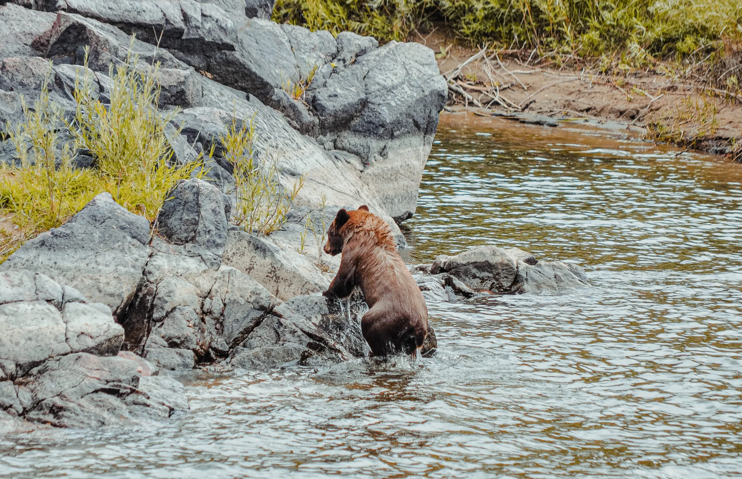 bear on side of river