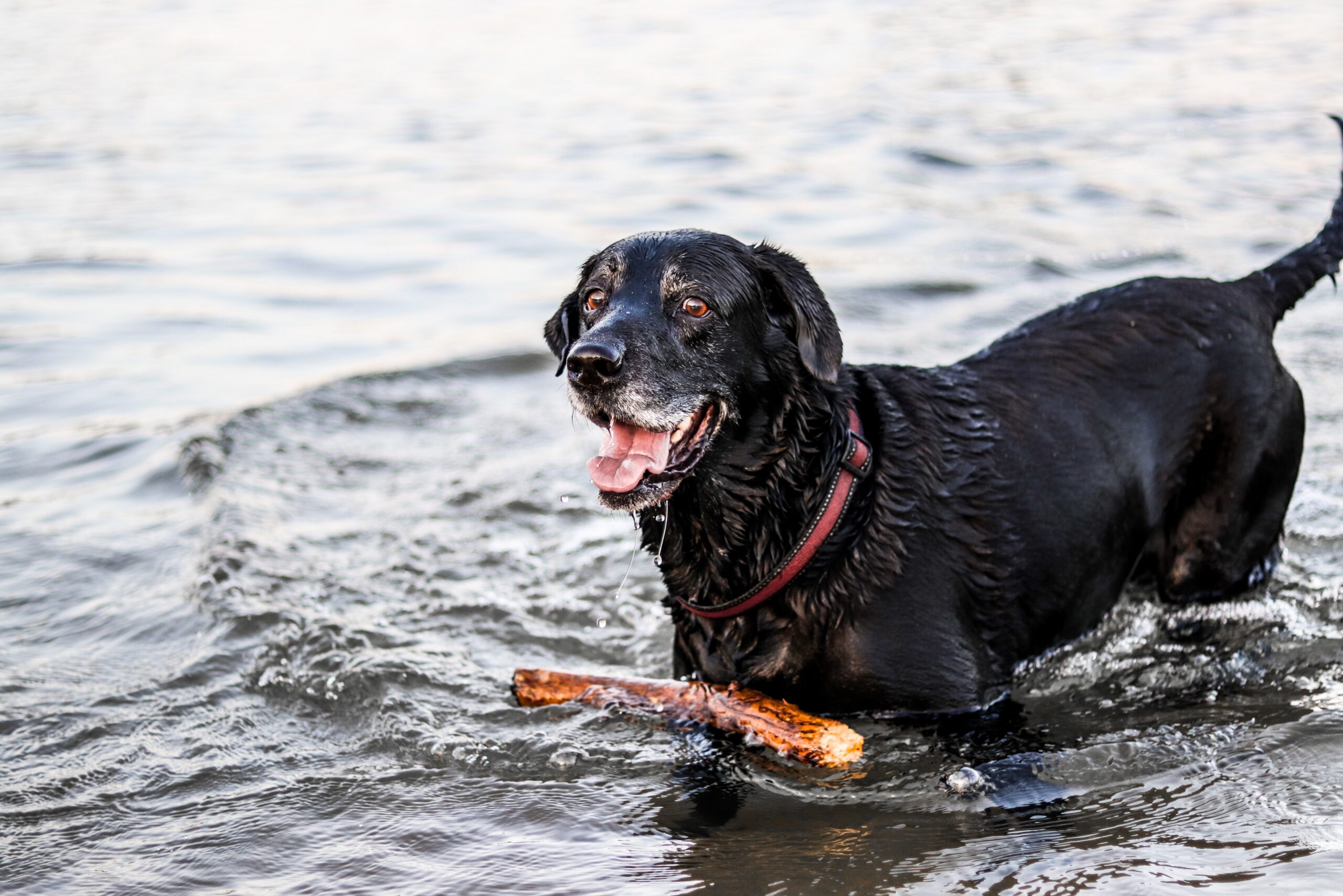 dog in river with stick