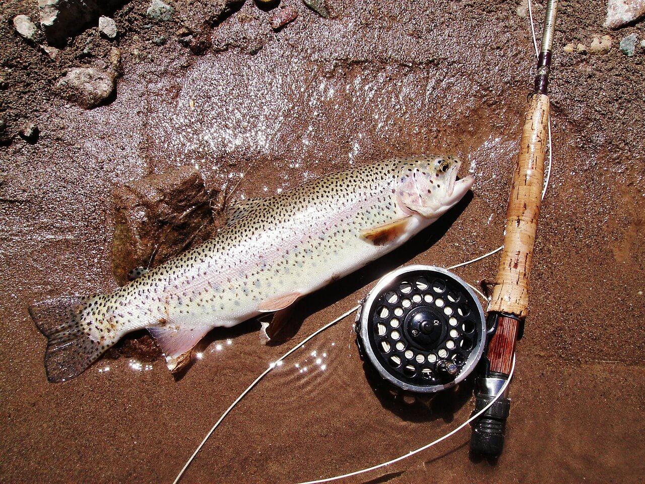 Fly Fishing in Colorado