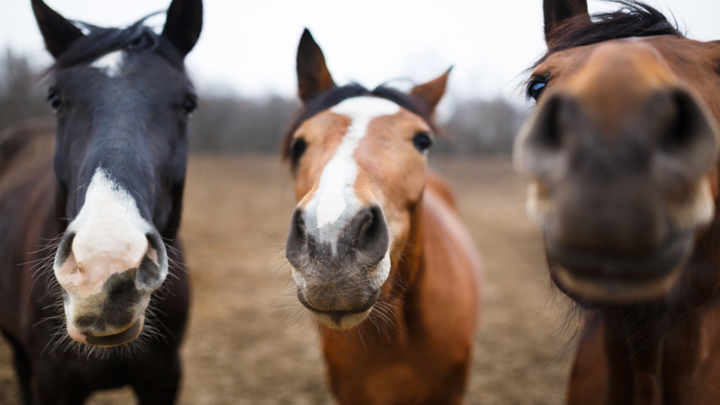 three horses standing with snouts close to camera
