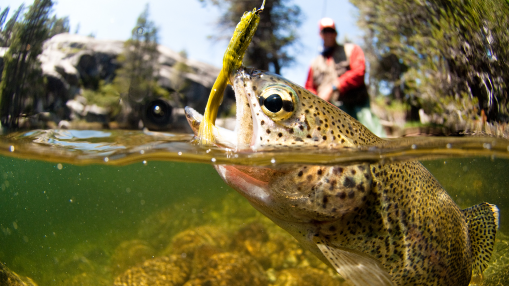 Close up of fish biting a lure with a fisherperson in background.