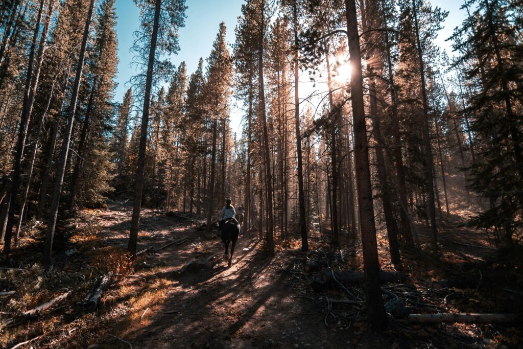 horseback riding through woods