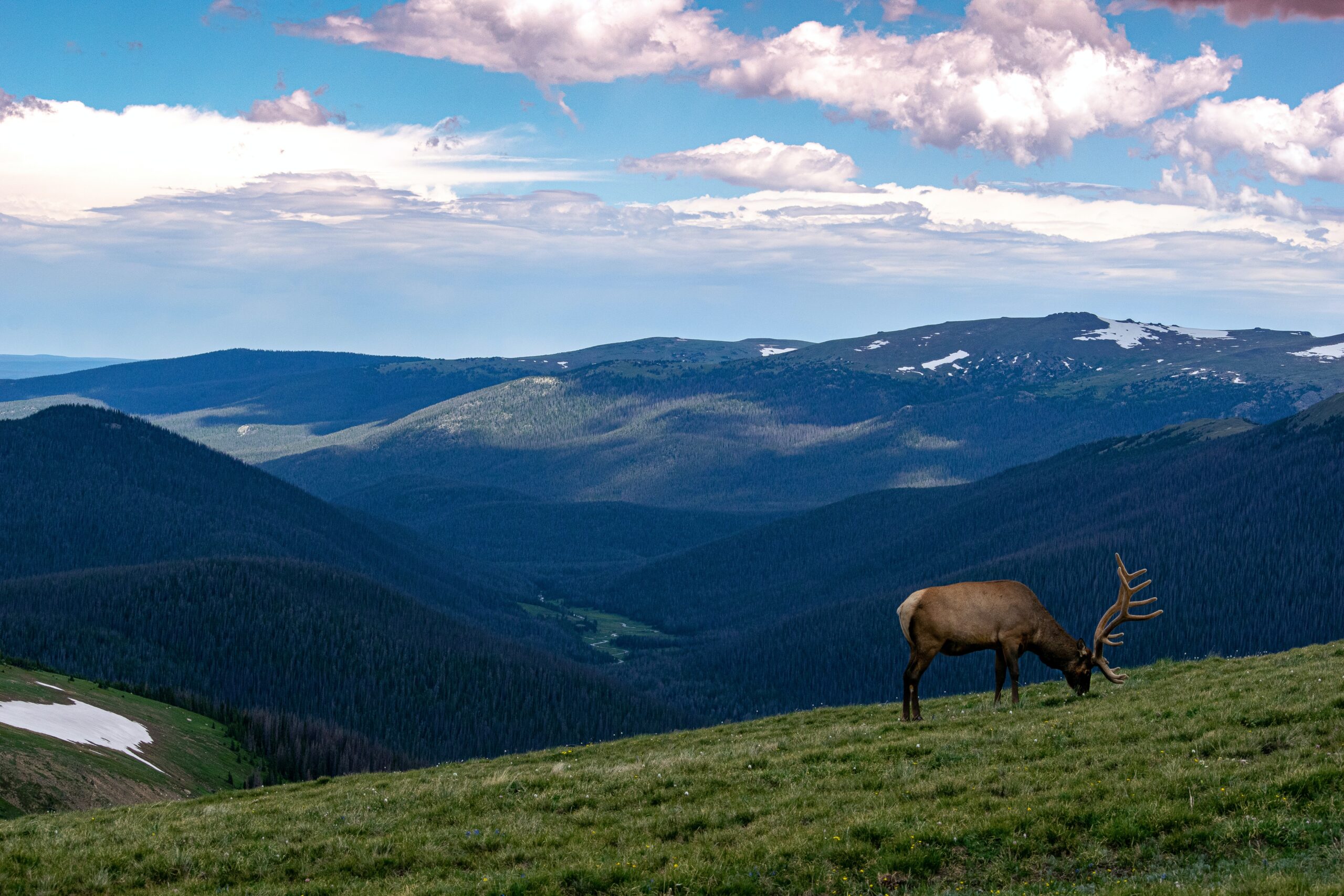 Elk grazing Rocky Mountain National park