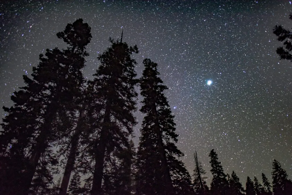 silhouette of trees under the starry night sky