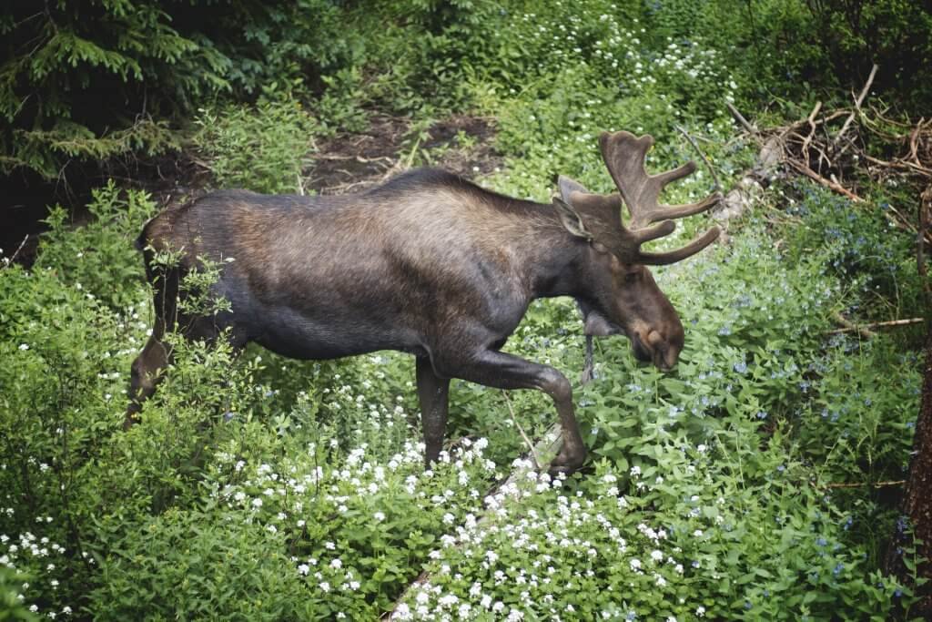 Rocky Mountain National Park Wildlife