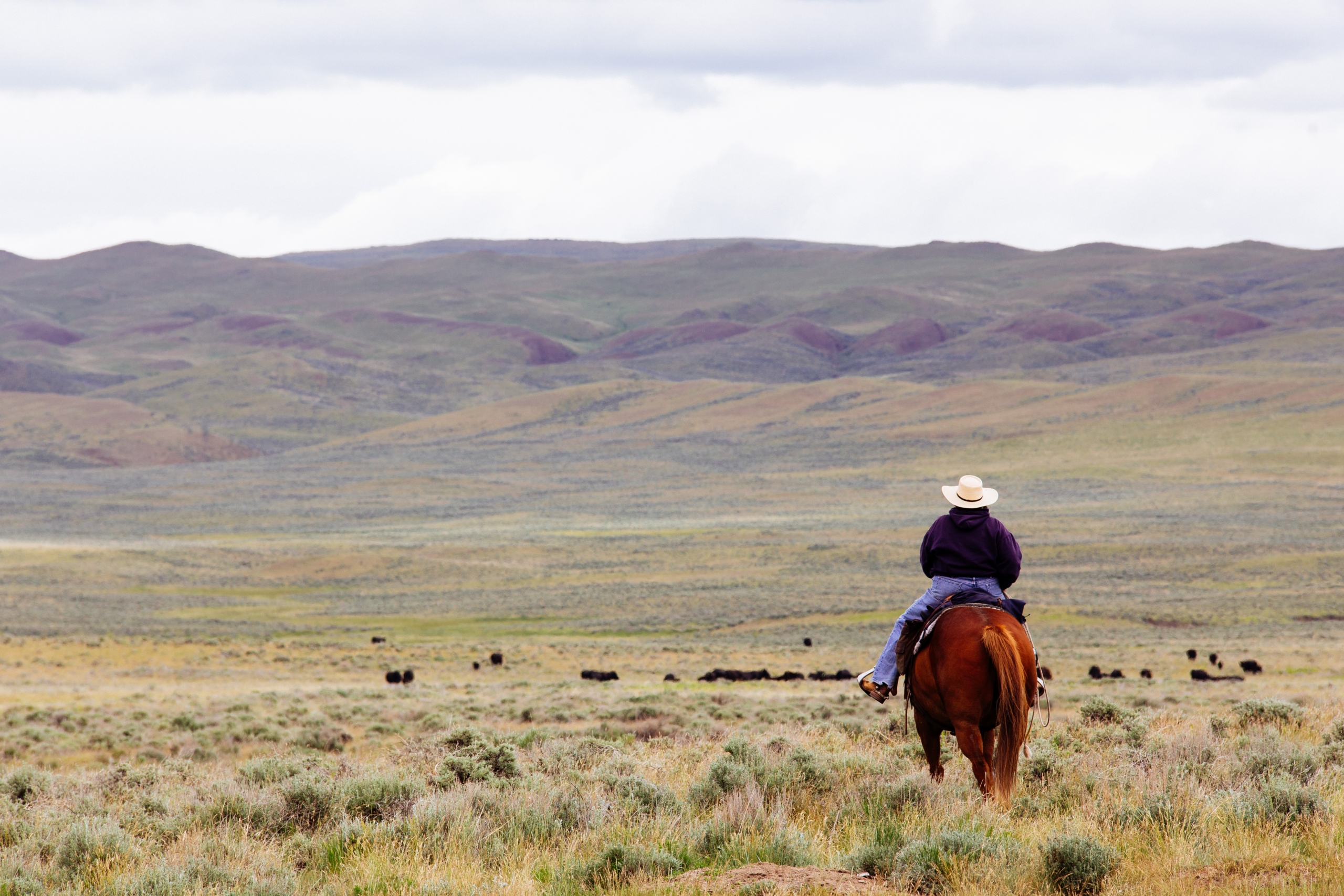 person on horseback in field