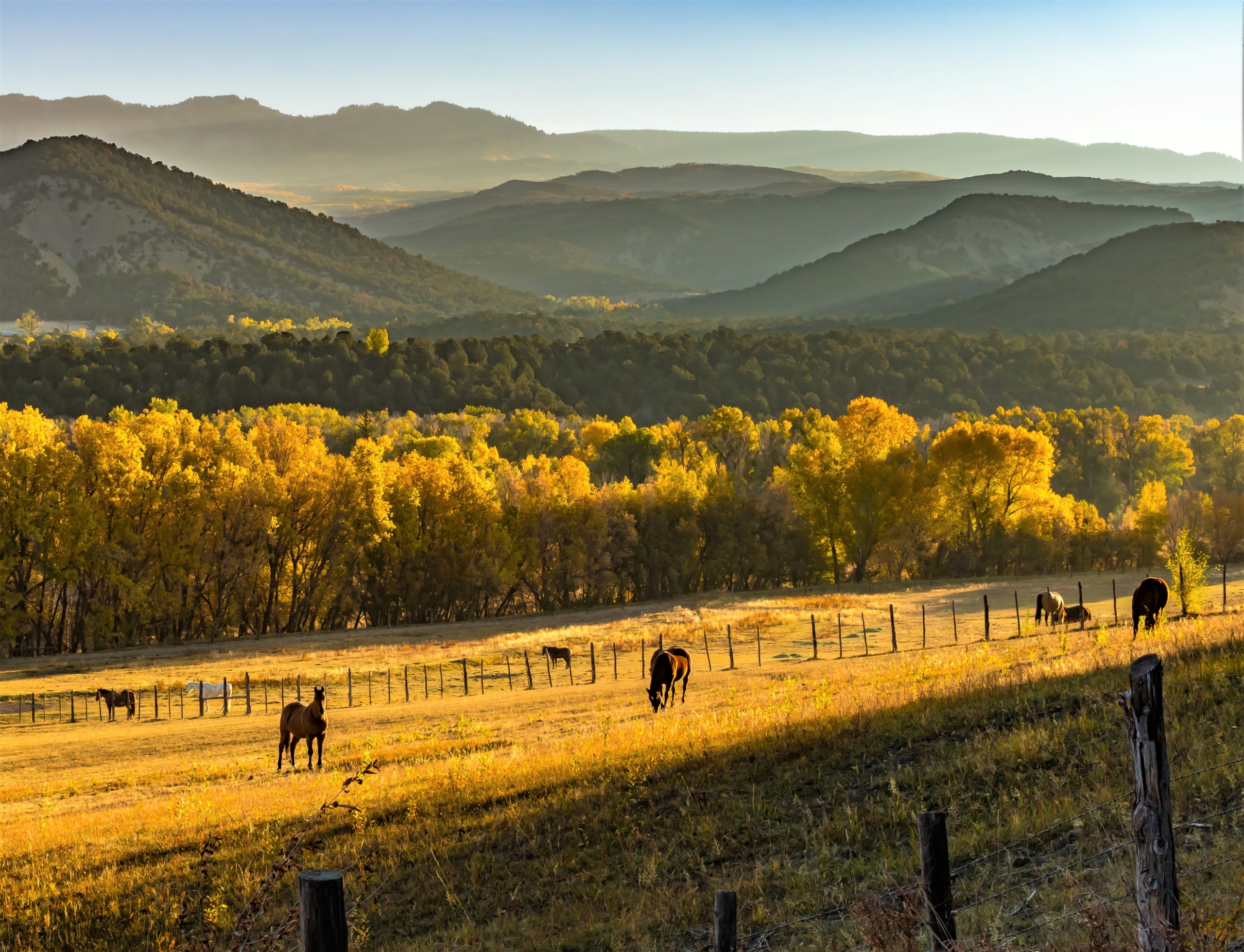 horses running through golden field