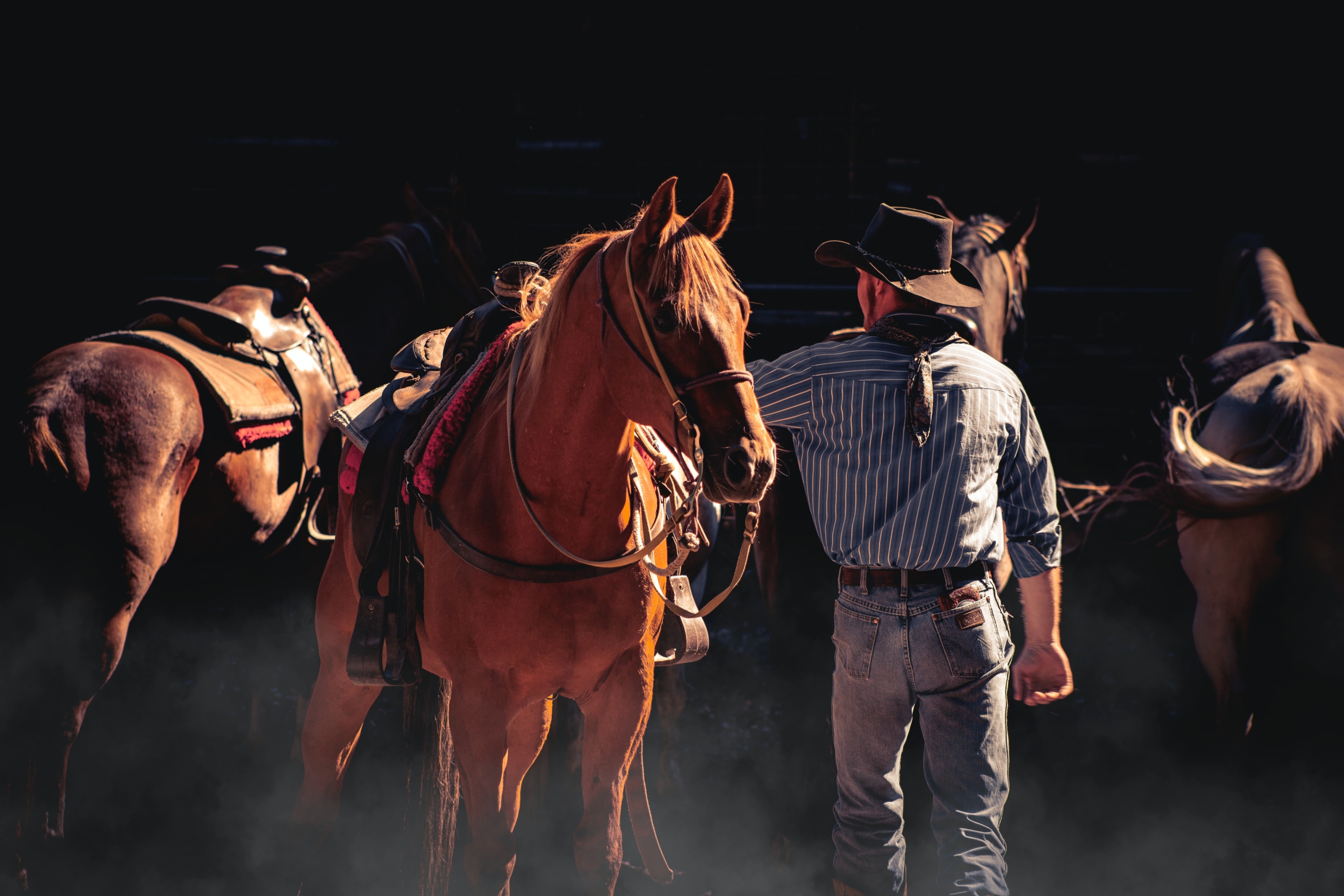 man patting horses