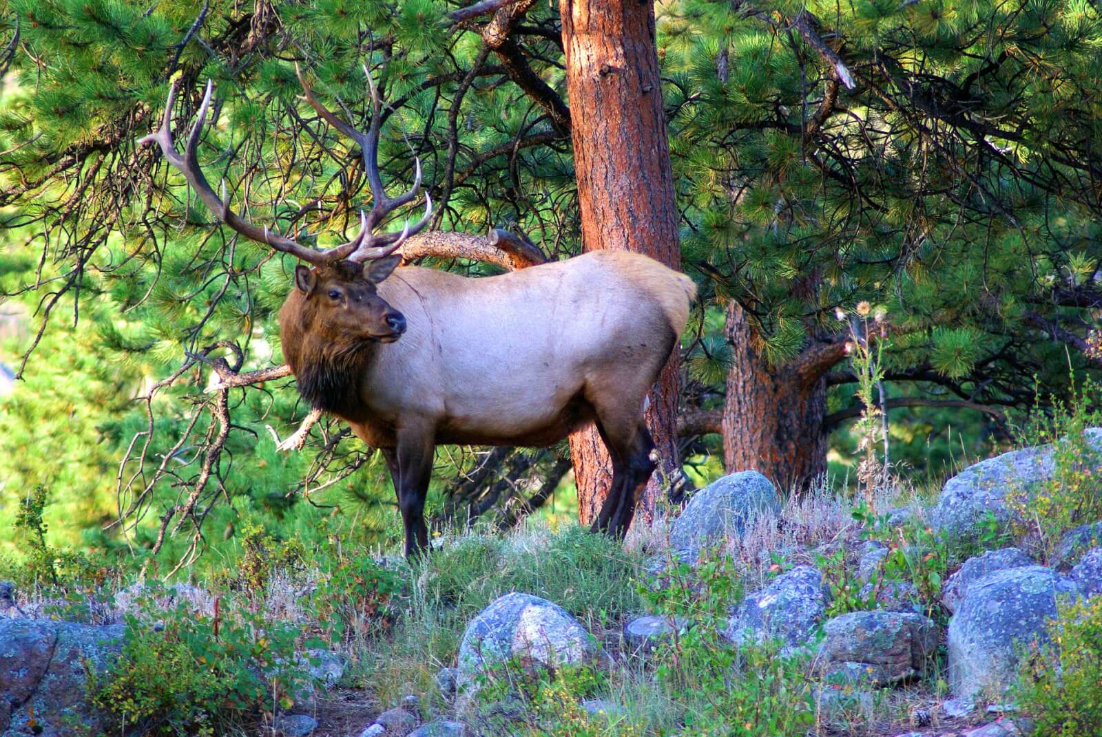 A bull elk in the forest during the daytime in summer