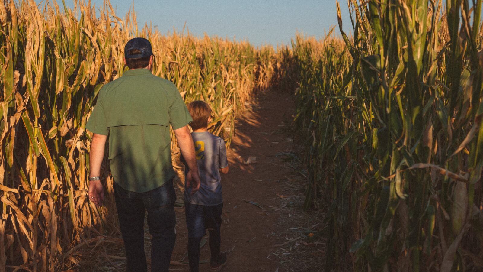 Father and son walking away from the camera in a sunny corn maze
