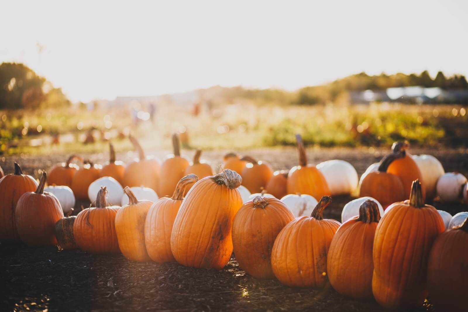 A line of orange and white pumpkins with the sun shining behind them