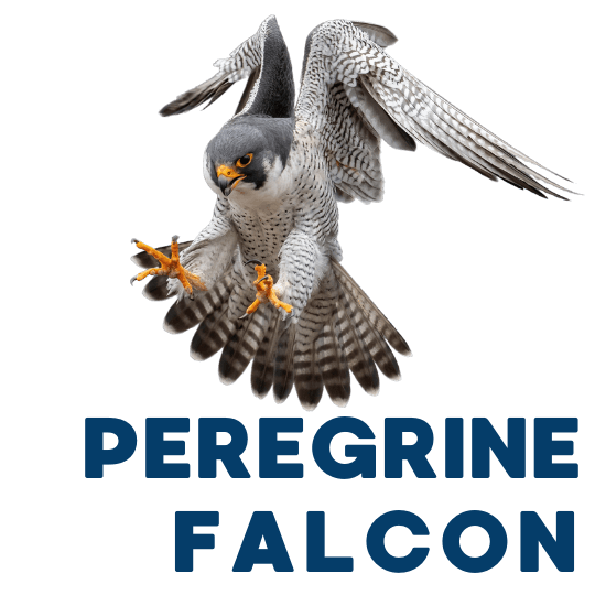 peregrine falcons in colorado
