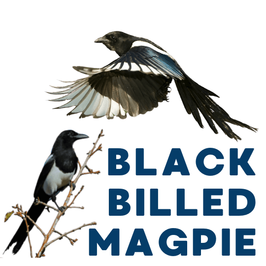 black billed magpie in colorado