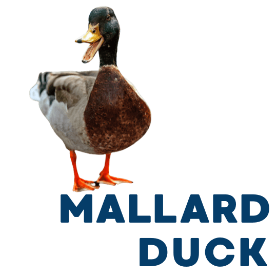 mallard ducks in colorado