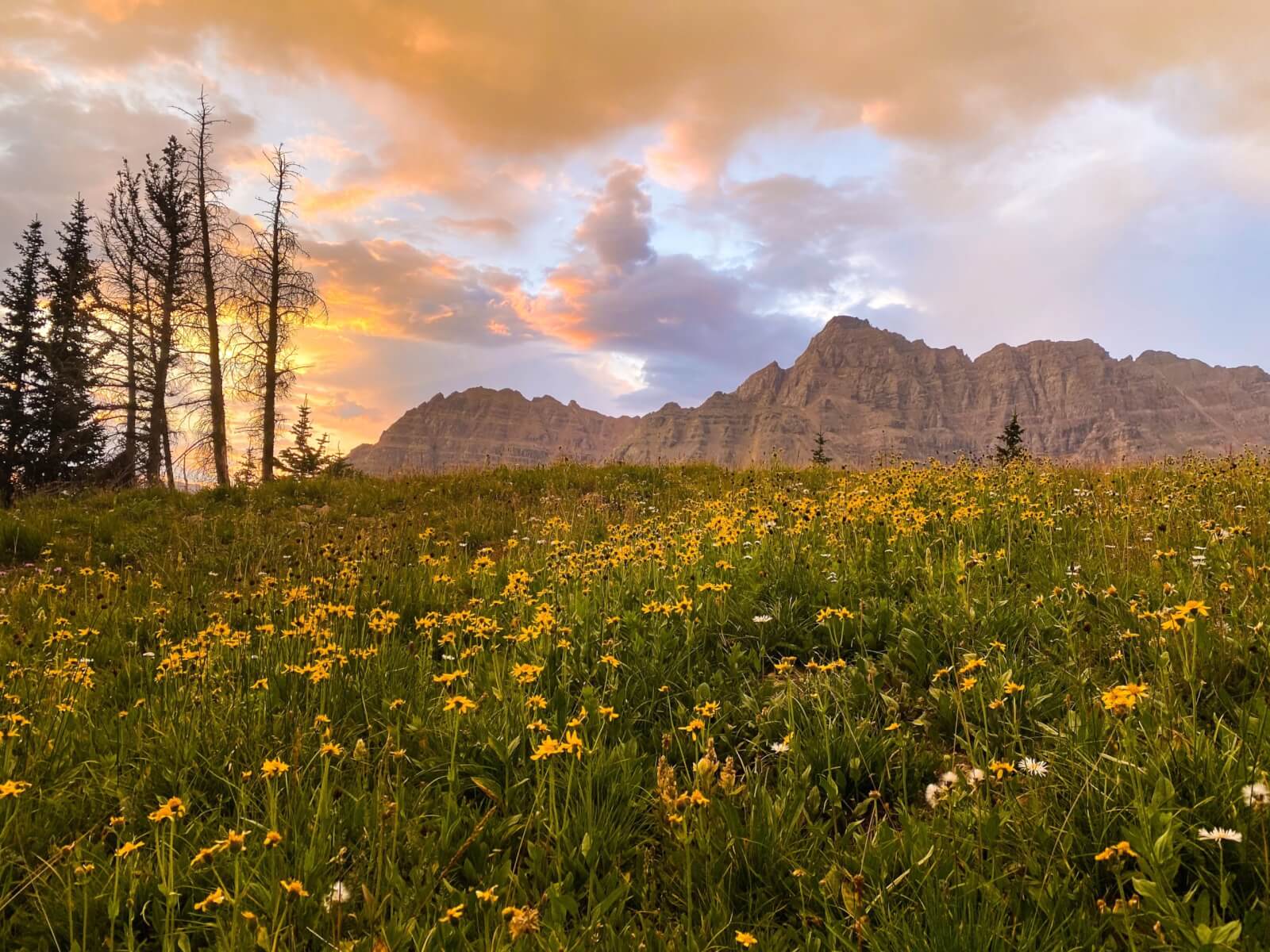 Find Colorado Wildflower Peak Season