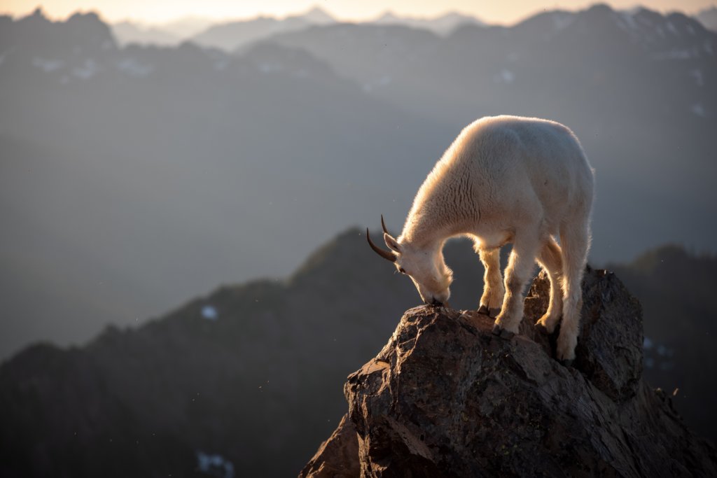 mountain goat in colorado