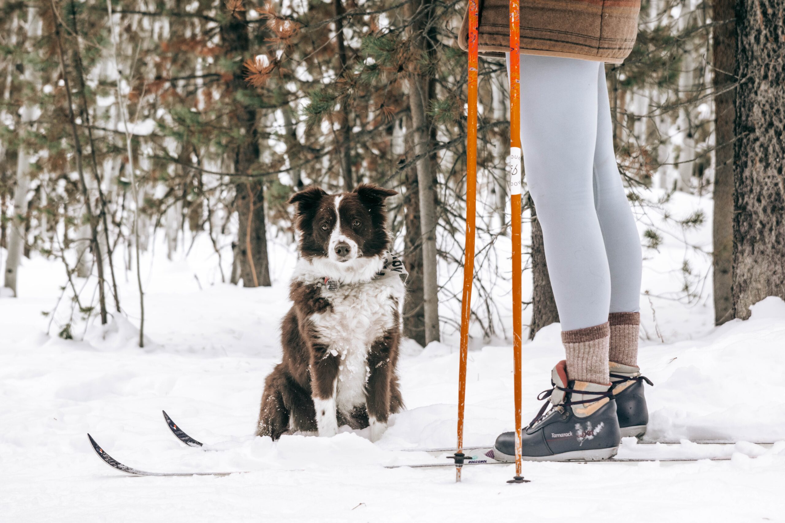 woman cross country skiing with dog