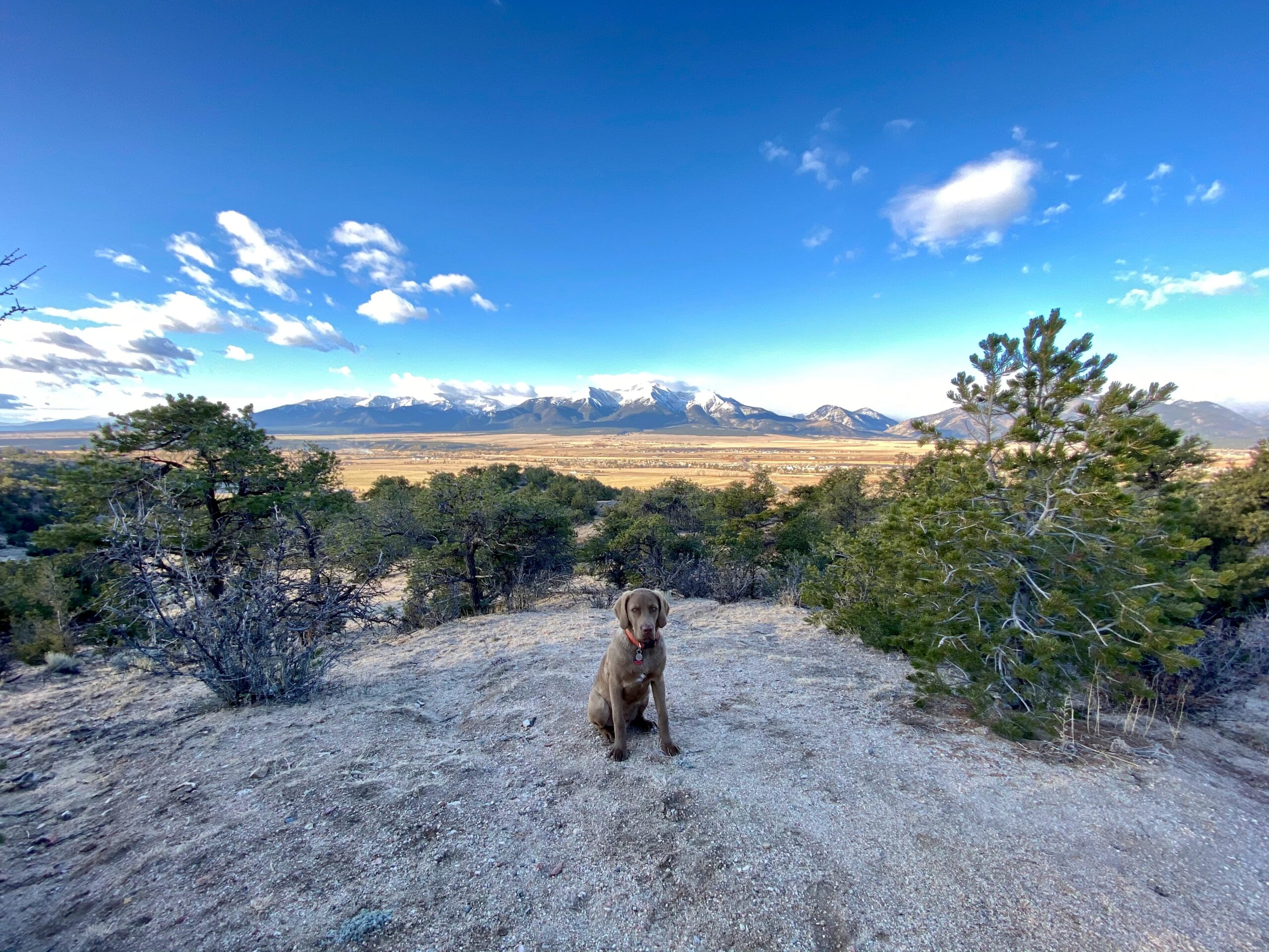 dog in front of Buena Vista mountains