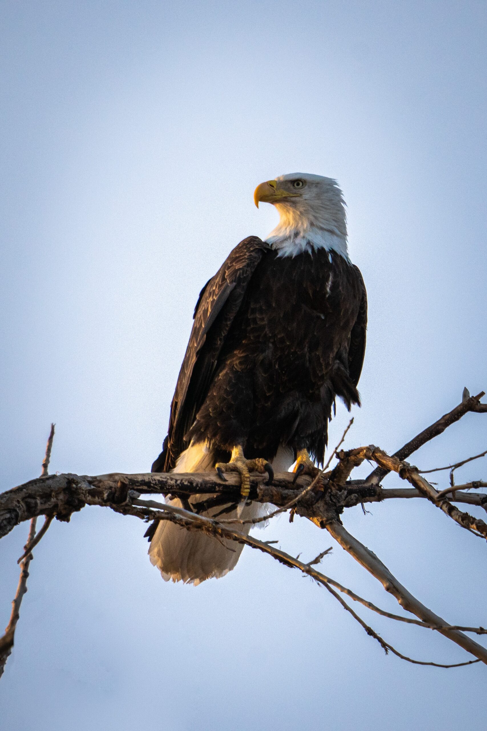 bald eagle sitting on tree