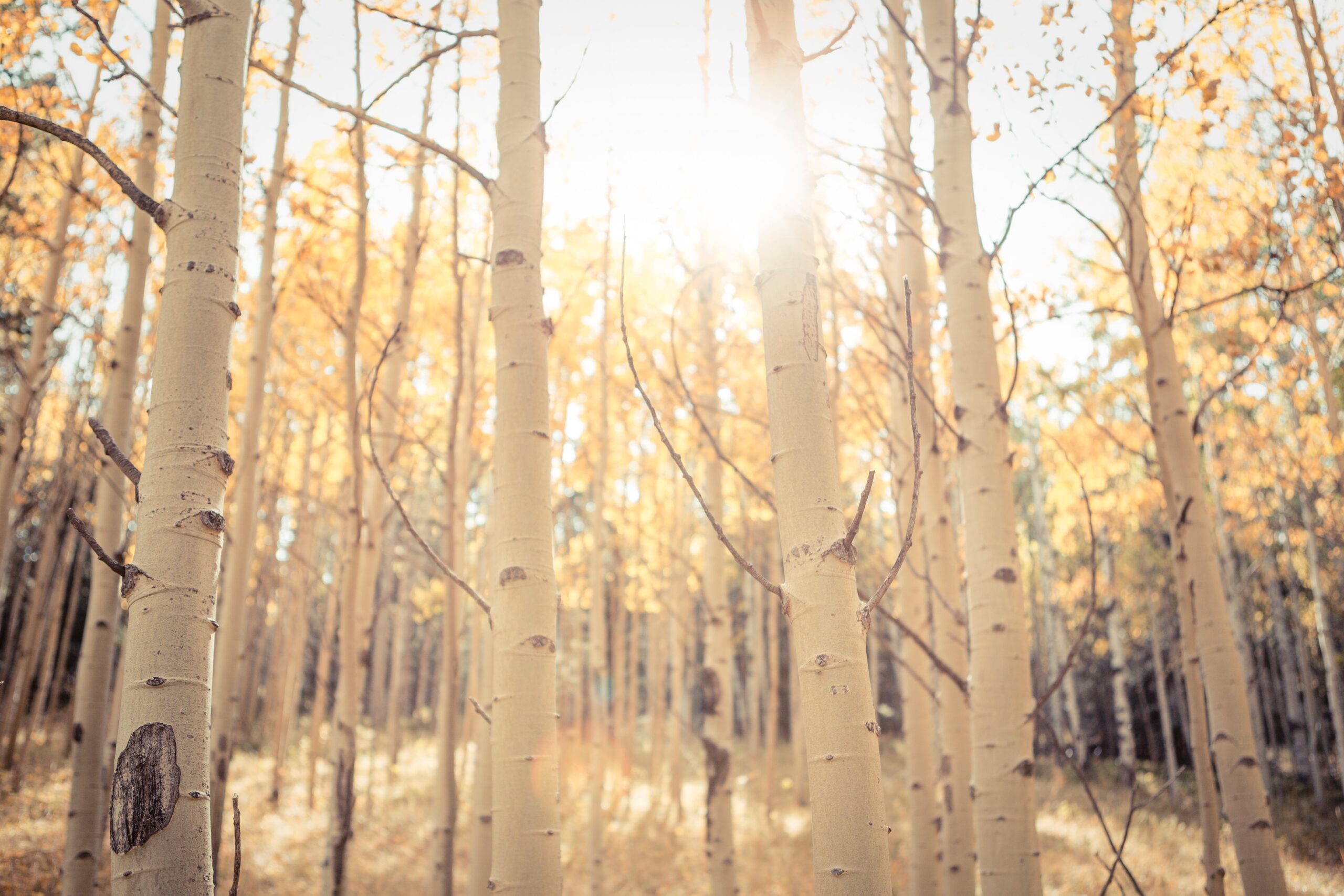 fall foliage aspen trees 