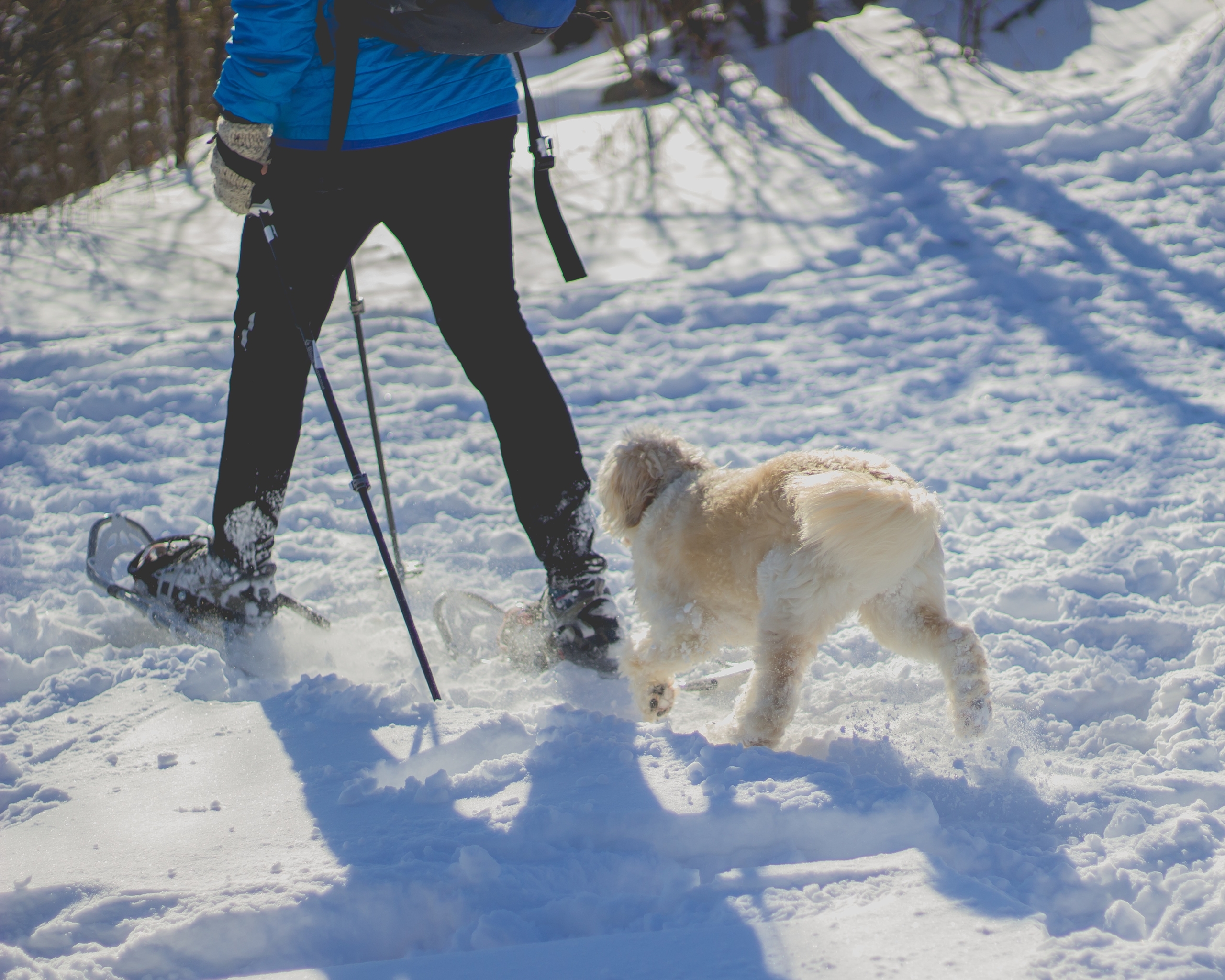 person snowshoeing with dog