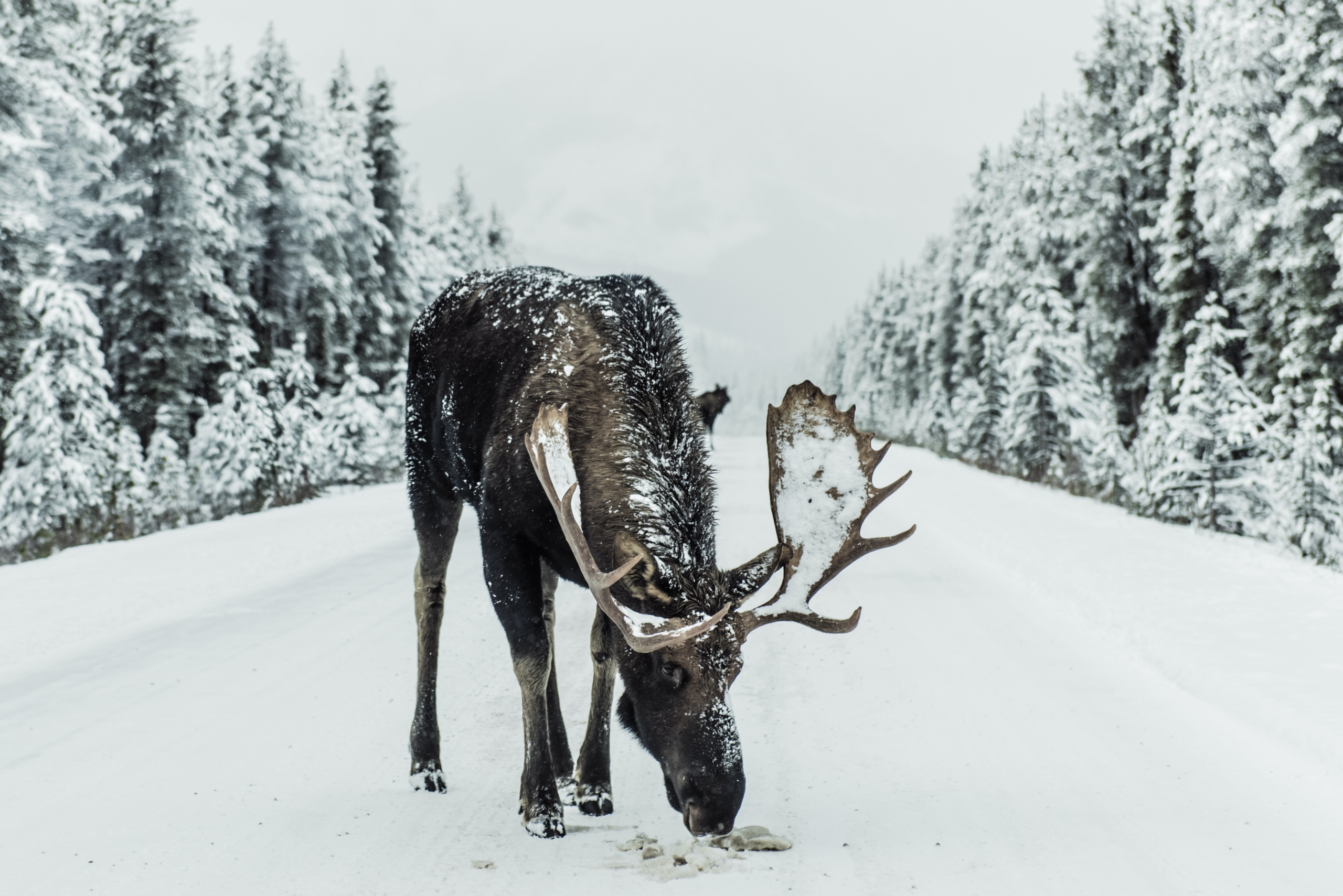 moose in winter on road