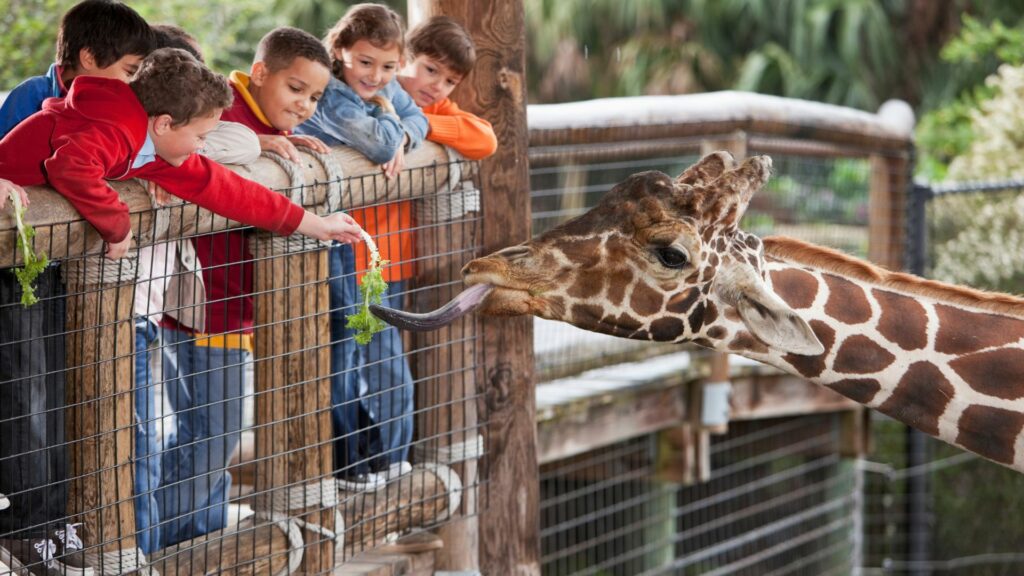 kids at zoo, feeding the giraffe