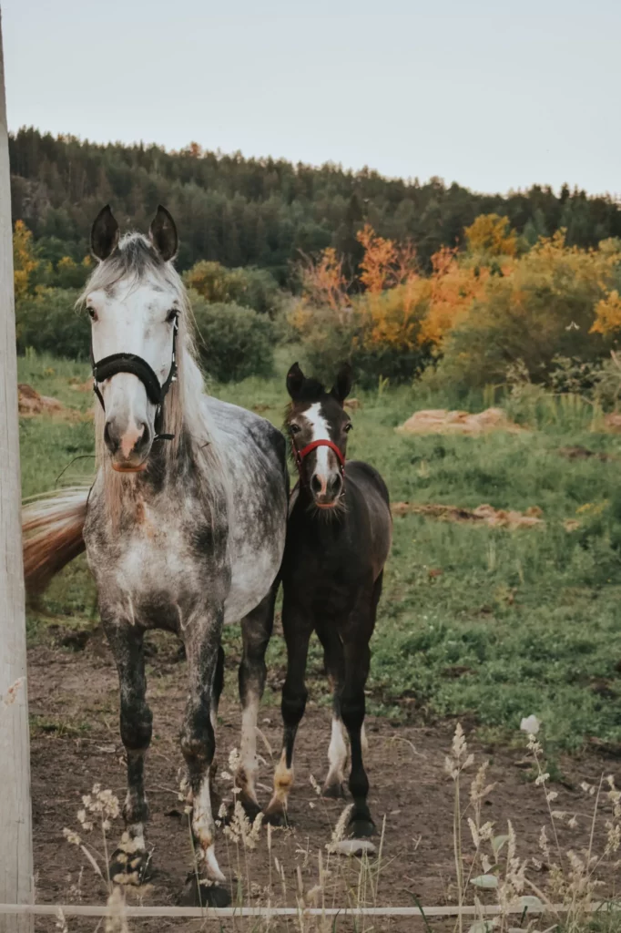 Horses at rest in the meadow.