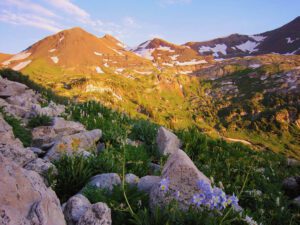 Columbine wildflowers blooming on a mountain in Colorado