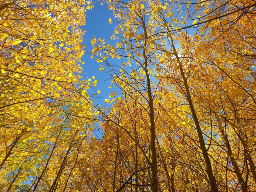 Idaho Springs Colorado Fall