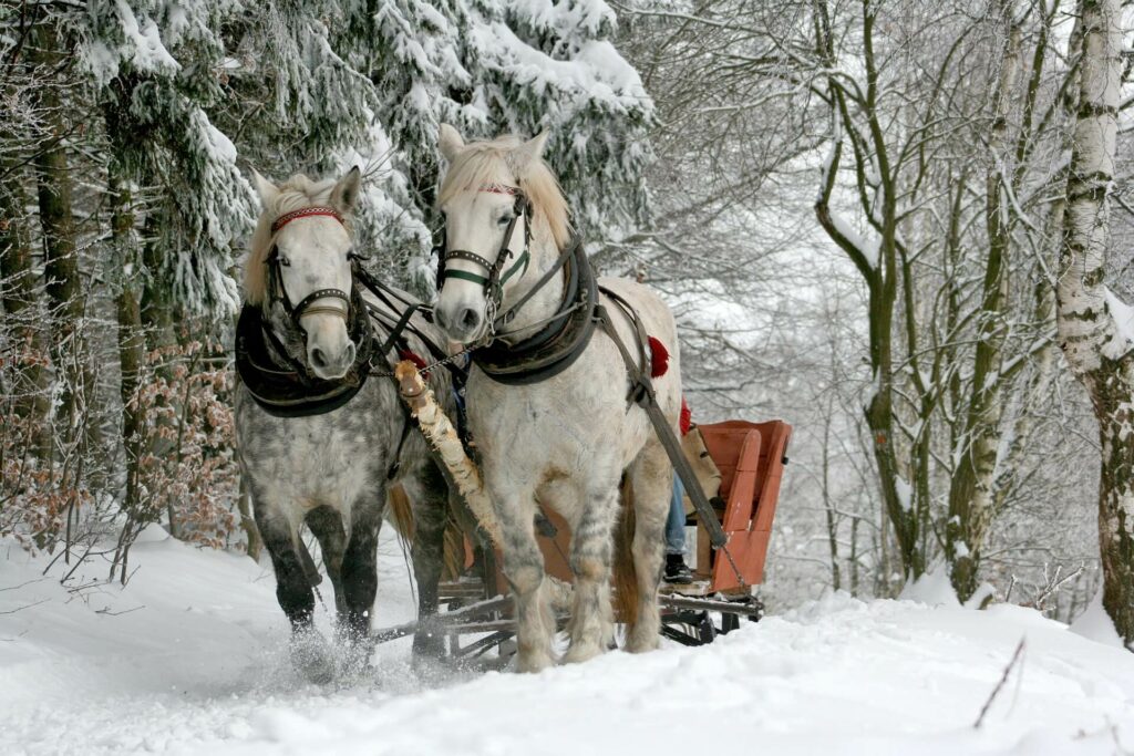 Sleigh ride winter wonderland adventure