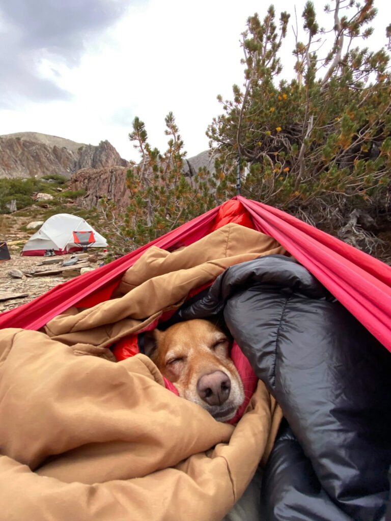 Dog asleep in blankets at campsite.