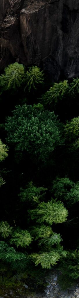 View of forests from above.