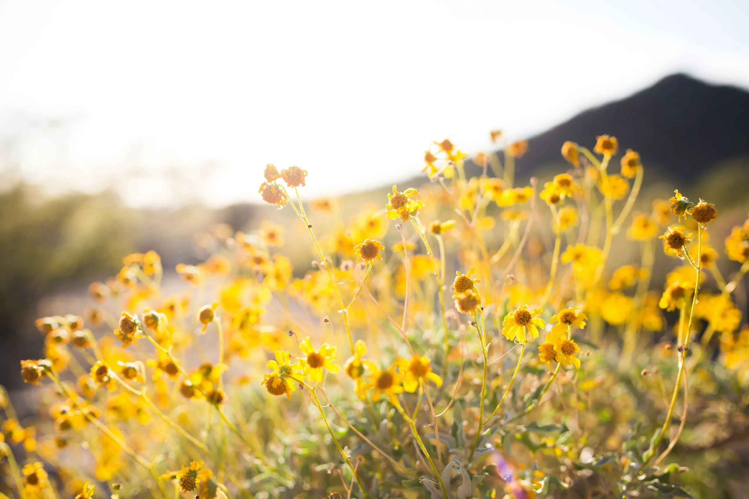 yellow wildflowers in front of mountain