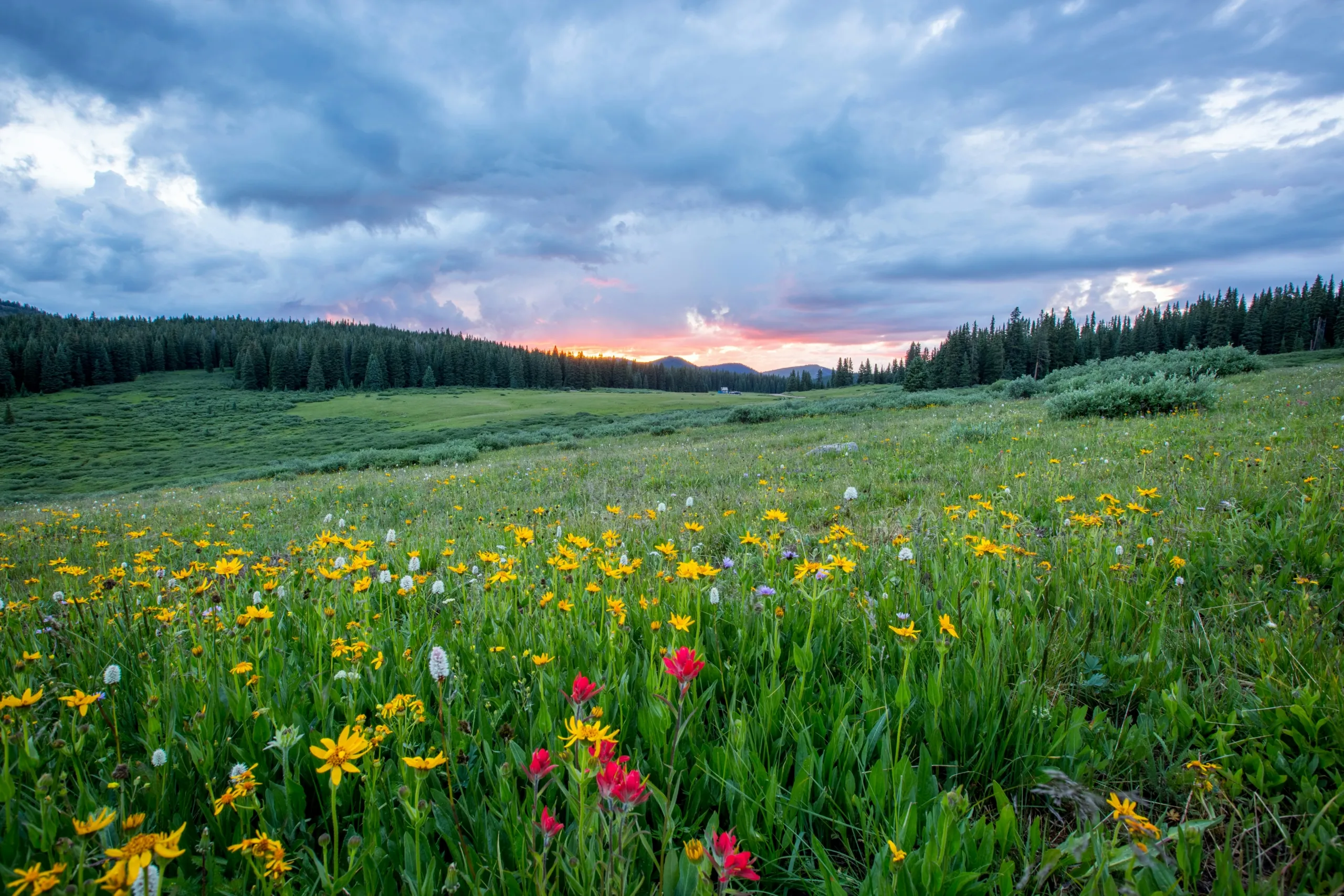 Colorado's wildflowers 