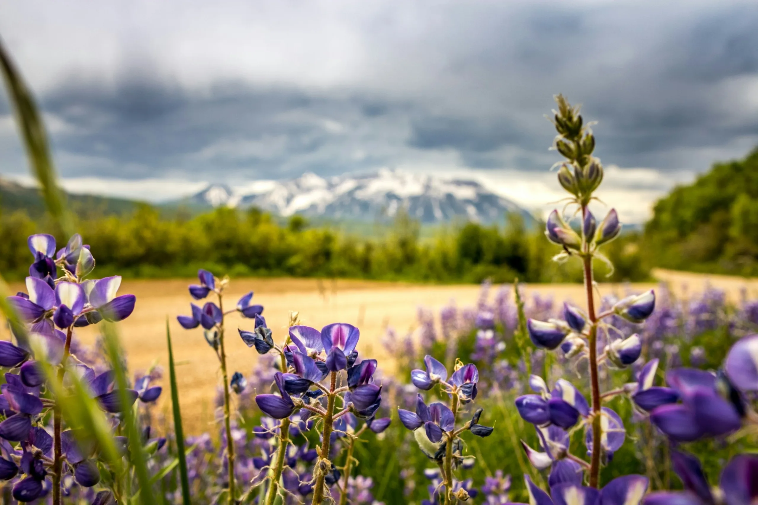 purple wildflowers colorado