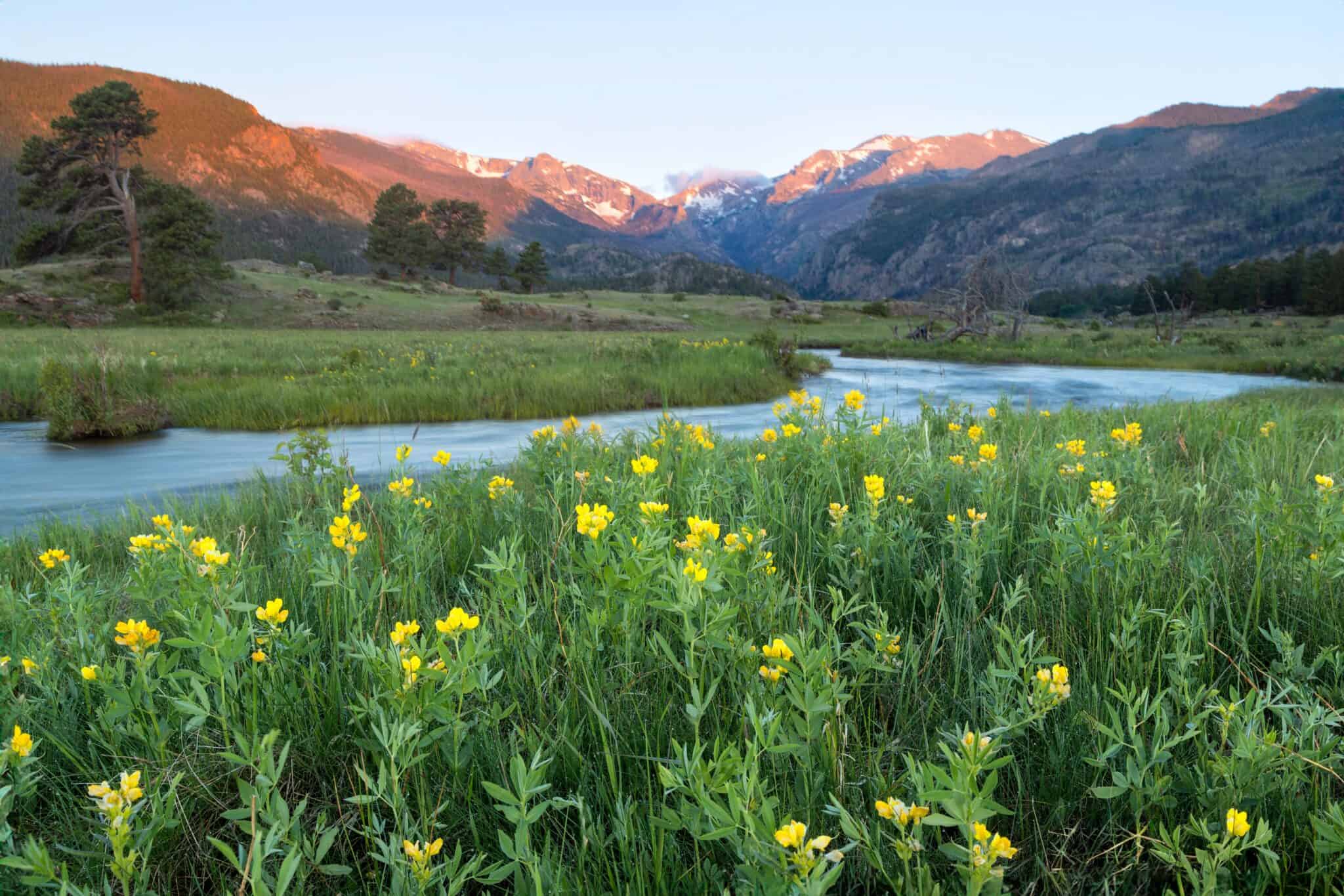 Wildflowers Grow Along The Big Thompson River In Moraine Park
